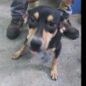 Zorro