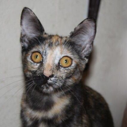 Tootsie