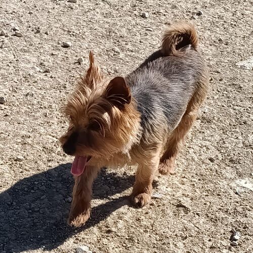 Cuca