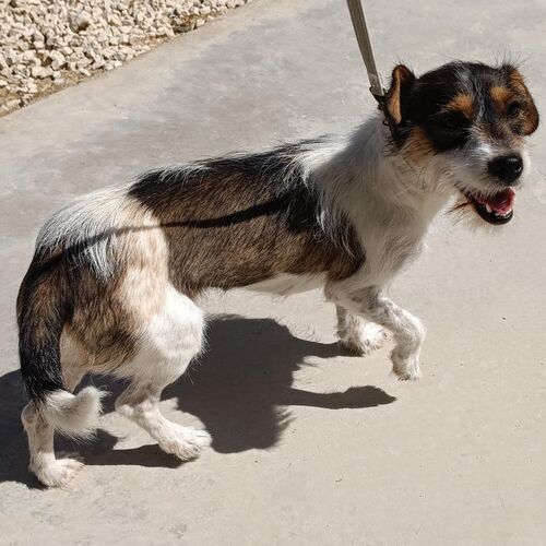 Perla