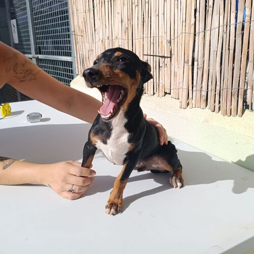 Tiko