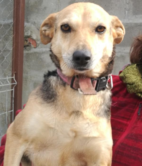 Unser Hund Vivalahund