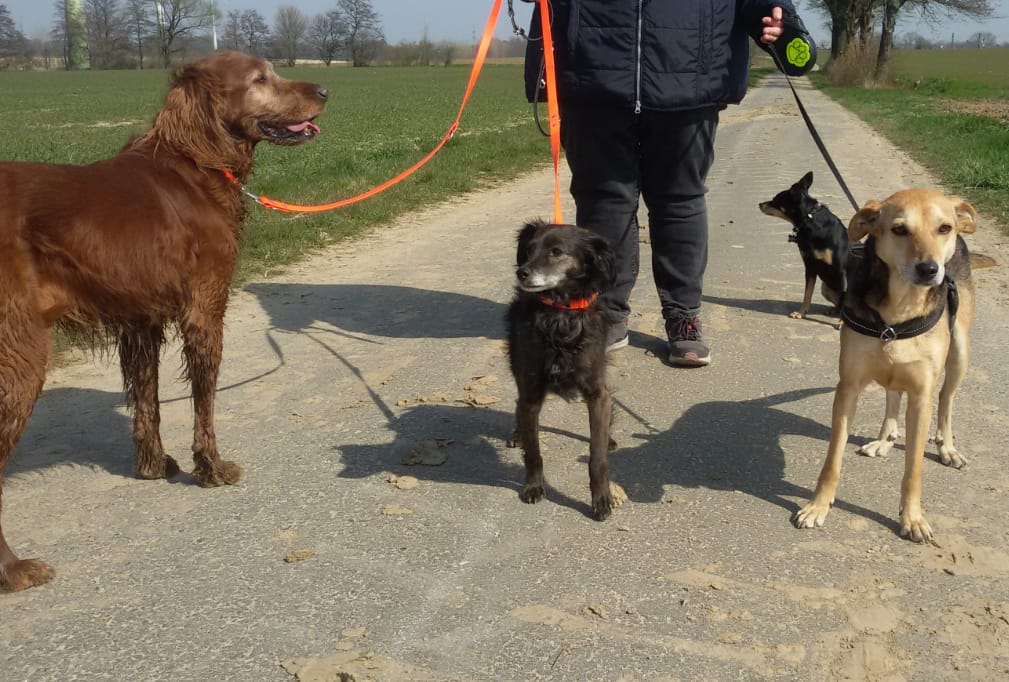 Unser Hund Vivalahund