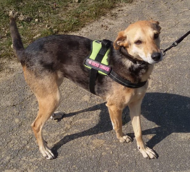 Unser Hund Vivalahund