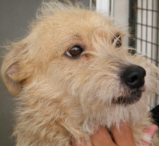 Unser Hund Vivalahund