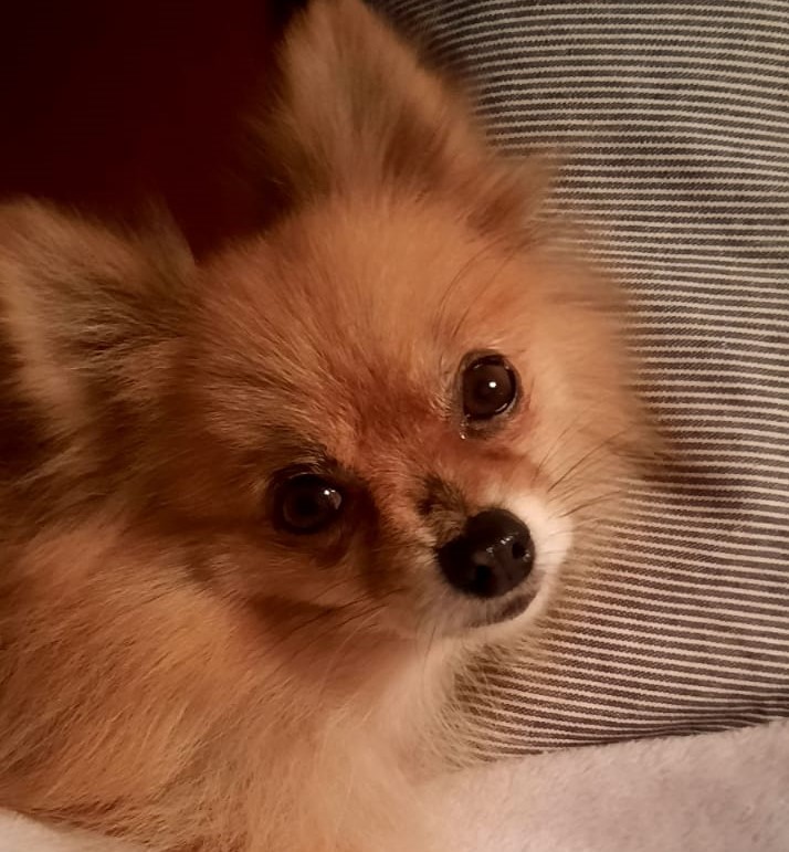 Unser Hund Vivalahund