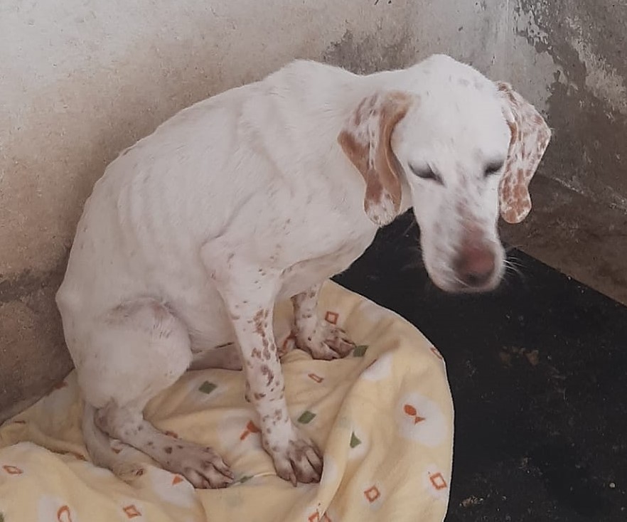 Unser Hund Vivalahund