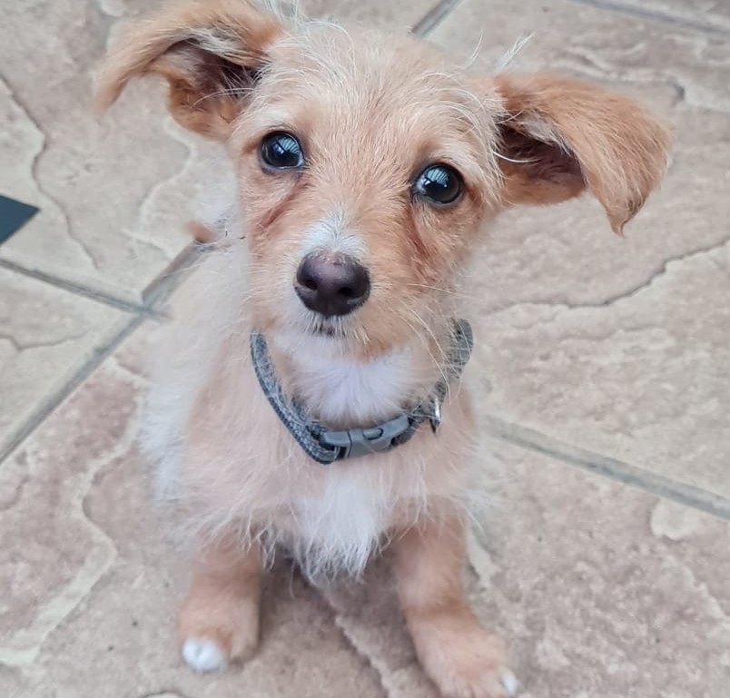 Unser Hund Vivalahund