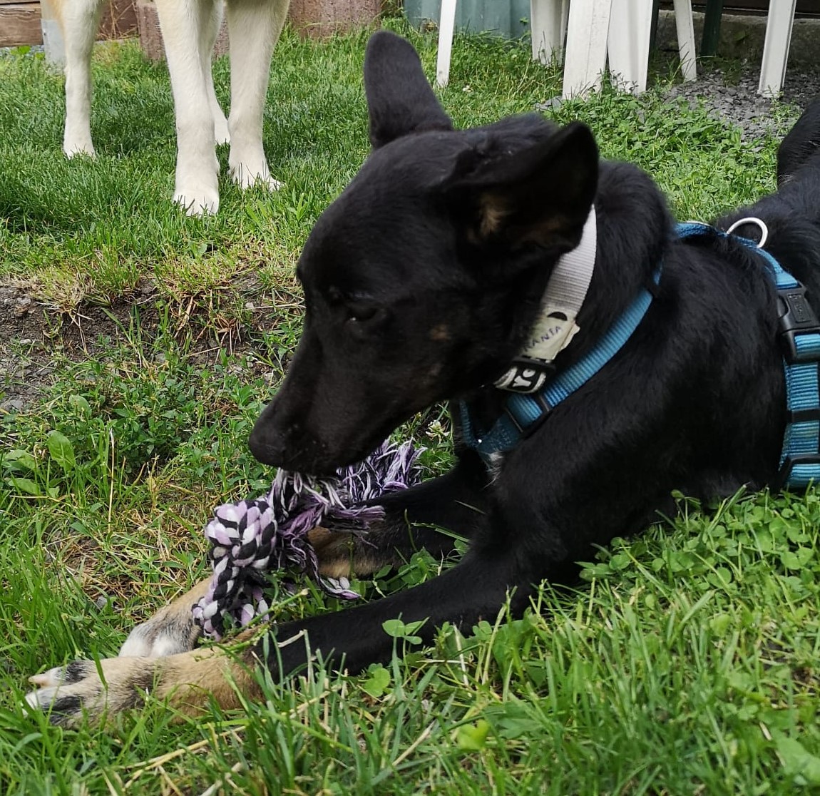 Unser Hund Vivalahund