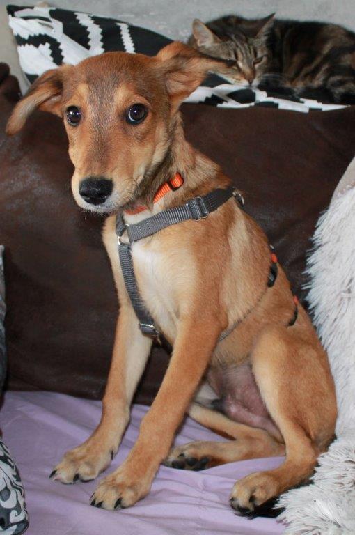 Unser Hund Vivalahund