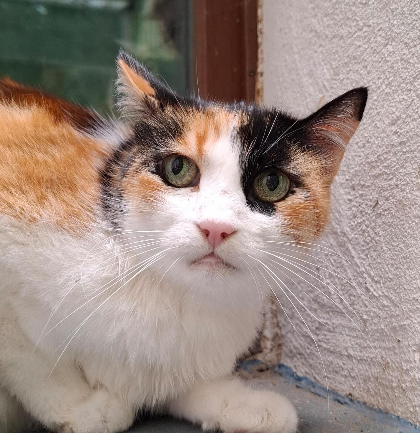 Merida