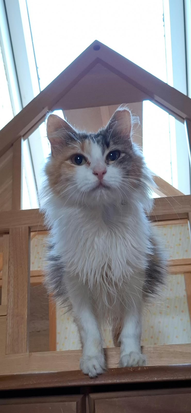 Nikky